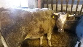 В Польше спасли от убоя корову-«транссексуала»